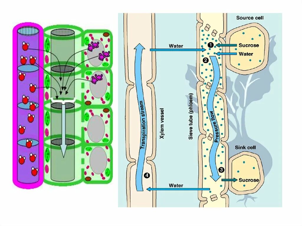 Передвижение веществ у растений Ксилема флоэма. Передвижение веществ по растению. Вода транспорт веществ. Флоэма транспорт