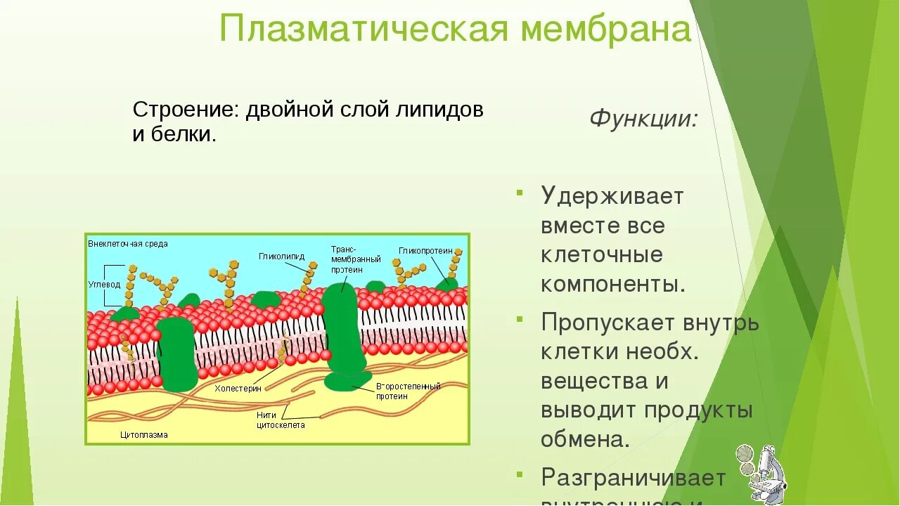 Функции плазматической мембраны схема. Строение плазматической мембраны клетки. Плазматическая мембрана строение и функции. Структура клетки плазматическая мембрана.