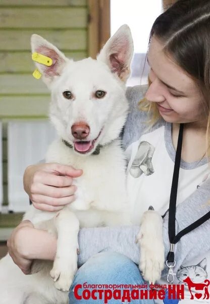 приют сострадание. приют сострадание. приют сострадание в нижнем новгороде. приют сострадание. приют сострадание в нижнем новгороде.