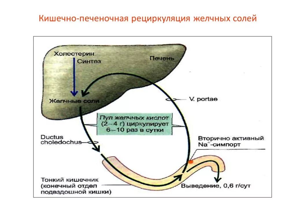 Схема циркуляции желчных кислот. Энтерогепатическая циркуляция желчи. Схема образования желчи. Энтерогепатическая рециркуляция желчных кислот.