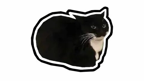 Maxwell cat