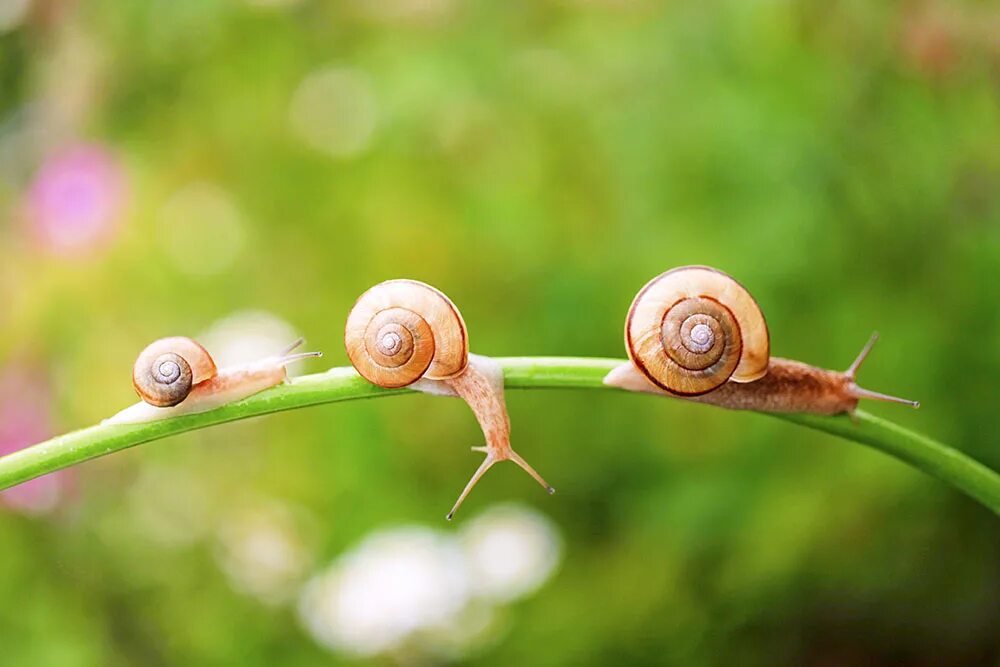 медленная жизнь. улитка это насекомое. философия медленной жизни. медленная жизнь. улитка в природе.