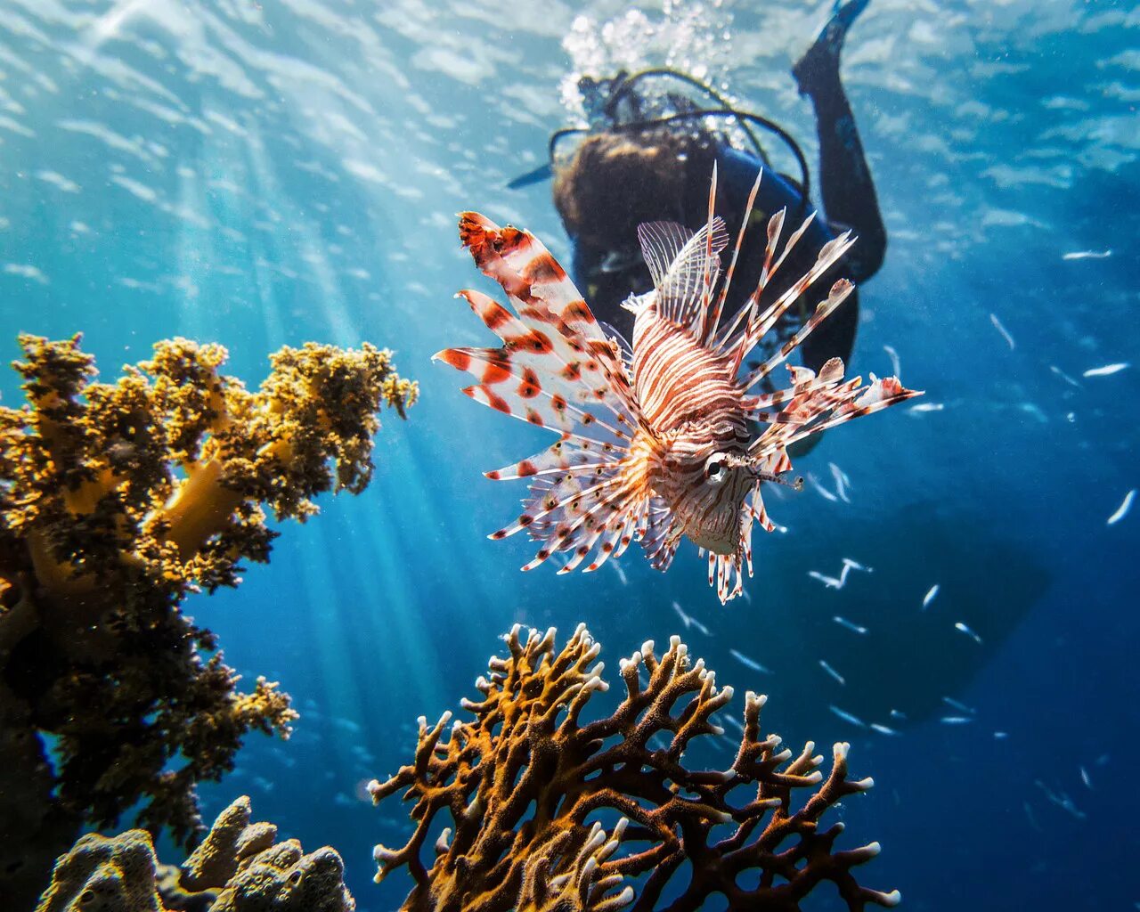 Sea dive. Рыба крылатка Египет. Рыба крылатка в Красном море. Крылатка рыба Шарм Эль Шейх. Крылатка рыба фото в Красном море.