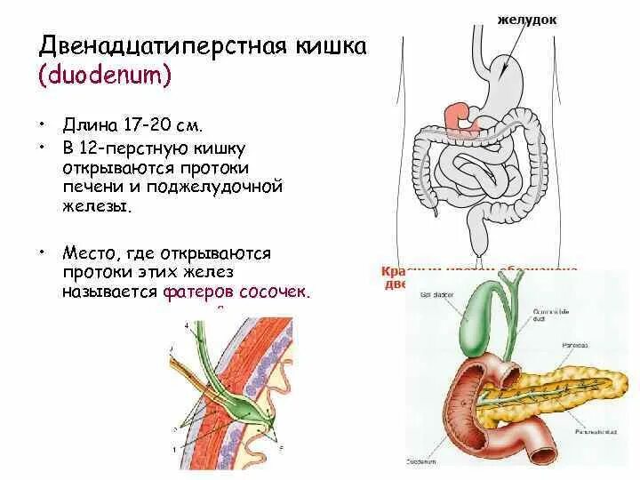 Двенадцатиперстная кишка биология 8 класс. 12 Перстная кишка анатомия строение и функции. 12 Ти перстная кишка функции. 12 Ти перстная кишка анатомия человека. Функции анатомия человека 12перстной кишки.