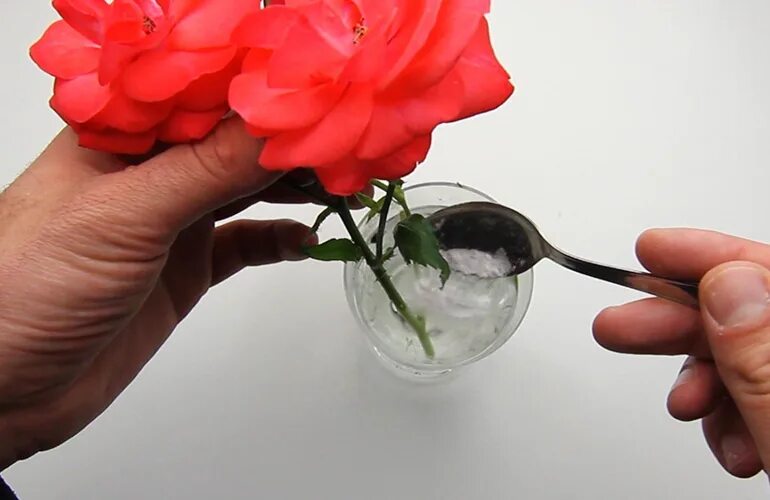 Удобрения для срезанных роз. Методы сохранения срезанных цветов. Что нужно добавить чтобы цветы дольше стояли. Что нужно добавить чтобы цветы дольше стояли. Чтобы розы дольше стояли.