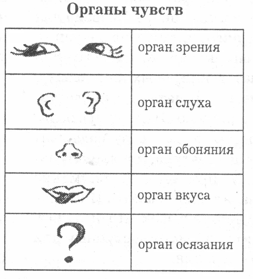 Органы чувств задания. Органы чувств 1 класс задания. Органы чувств задания для дошкольников. Задание органы чувств для детей 1 класс. Органы чувств задания задания для дошкольников.