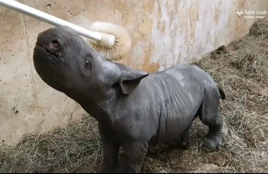 Гигантский носорог. Хвост носорога. Носорог маленький родился. Самый большой носорог в мире. Сколько детенышей носорога родилось в 2001 году