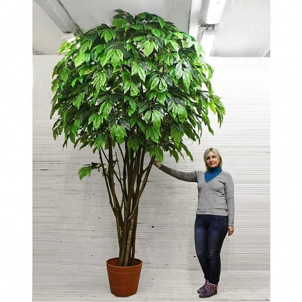 Lechuza classico. Фикус бенджамина дерево. Фикус benjamina exotica. Фикус бенджамина (ficus benjamina). Фикус бенджамина высота.