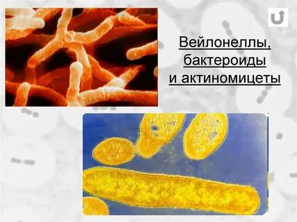 Бактероиды