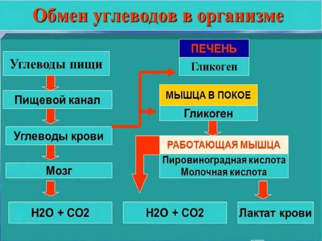 Печень организма углеводы. Обмен углеводов схема. Хема обмена углеродов. Обмен углеводов в организме человека схема. Преобразование углеводов в организме.