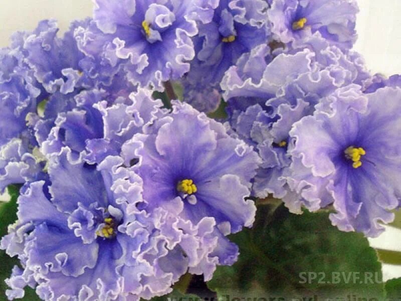 Ек наутилус фиалка. Сорт фиалки наутилус. Фиалка наутилус. Фиалка ек наутилус спорт. Ле наутилус фиалка.