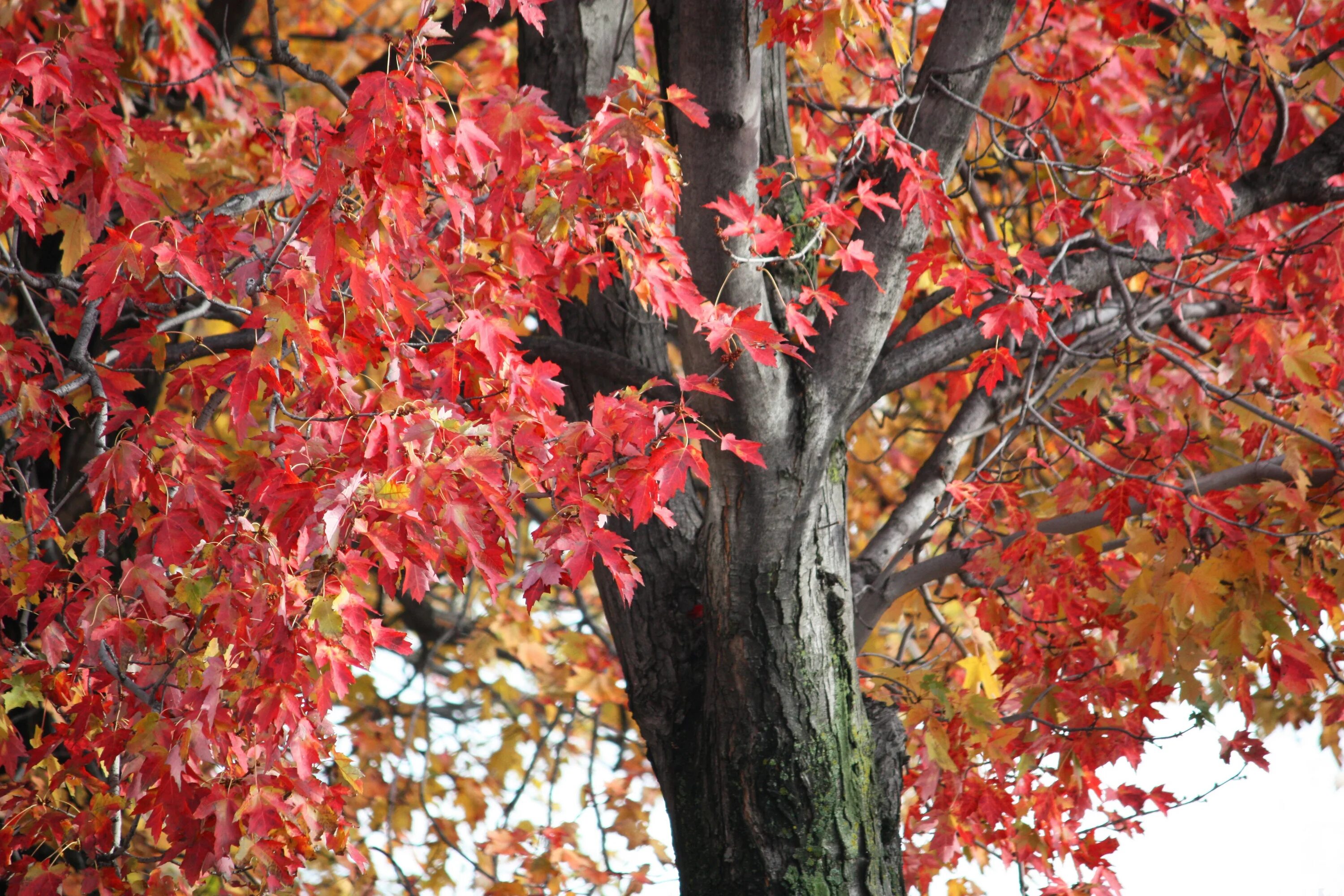 Maple tree
