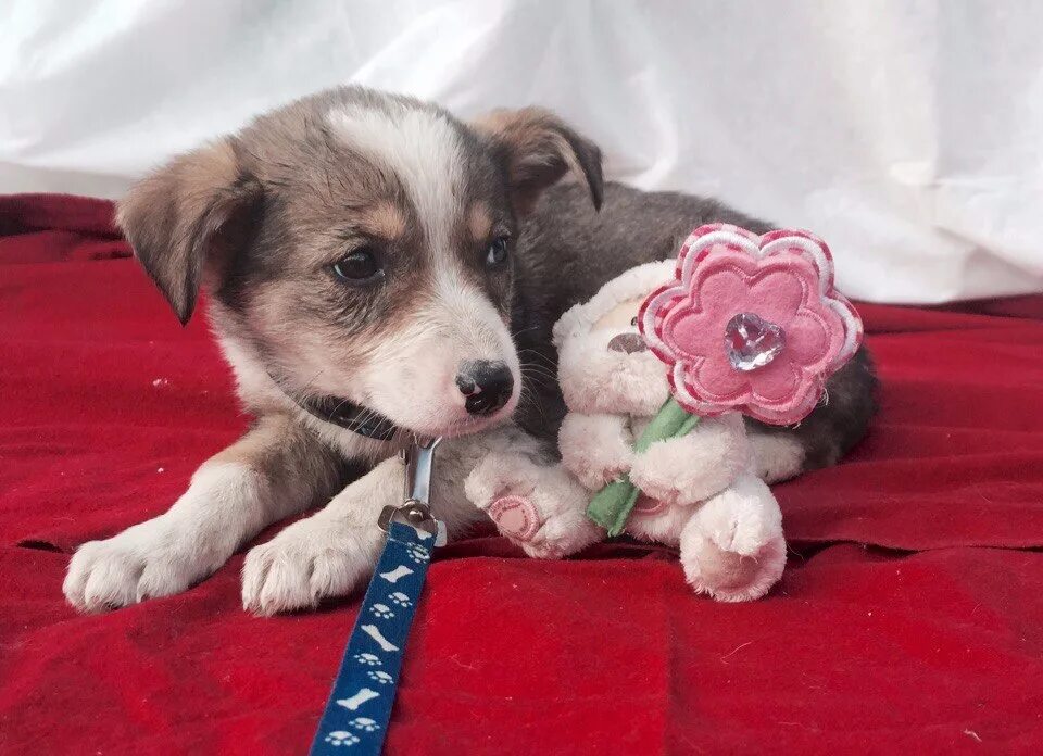 добро для животных. непотеряшка для собаки. забота о животных потеряшки. потеряшки собачки в туле. тюмень собаки потеряшки.