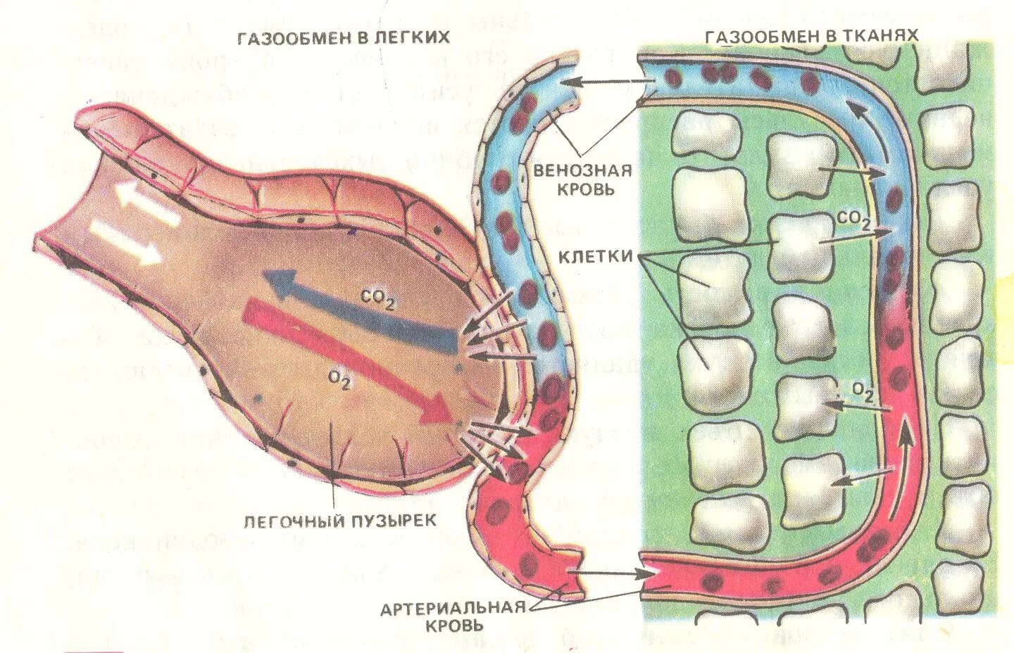 Круги газообмена в легких. Газообмен в лёгких и тканях схема. Схема легочного и тканевого газообмена. Схема газообмена в легких и тканях 8. Схема газообмена в легких.