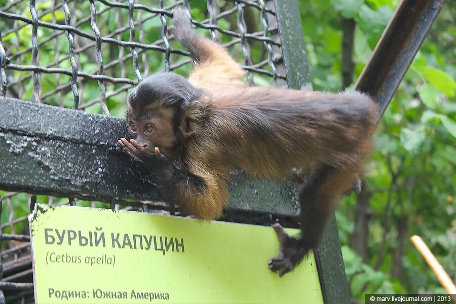 Провет капуцин. Капуцин Мытищи. Зоопарк Ялта капуцины. Ялта Интурист зоопарк.