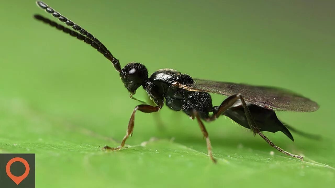 Parasitoid Wasps. Бескрылая Оса. Бархатный муравей. Муравей и Оса. Муравьи наездники