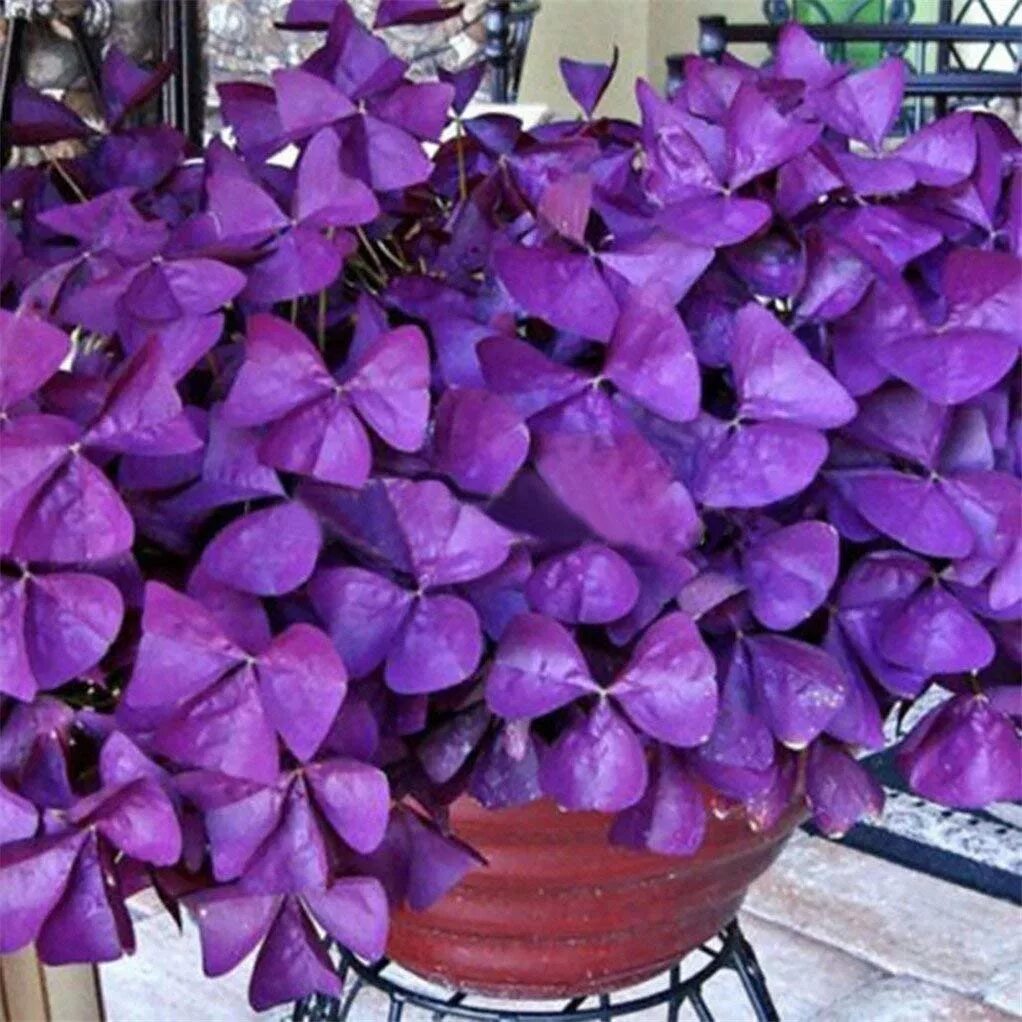 Кислица оксалис. Цветок оксалис Триангулярис. Кислица фиолетовая оксалис. Оксалис Триангулярис пурпурный. Домашние цветы бабочки