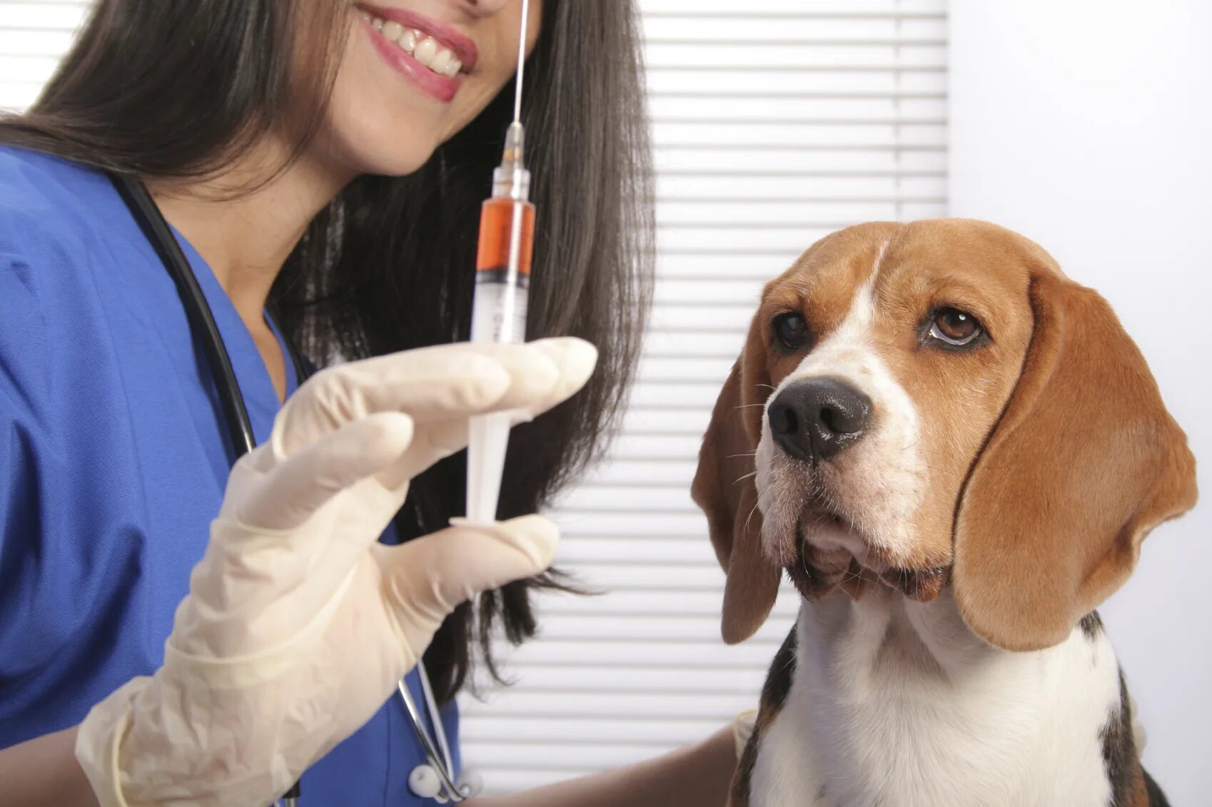 Ветеринарные правила. Вакцинация животных. Вакцинация Ветеринария. Иммунизация животных. Вакцинация против бешенства животных.