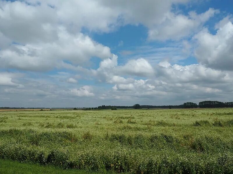 Поле под новосибирском. Россия с высоты птичьего полета. Поле под новосибирском. Красивые поля в подмосковье. Поле новосибирск.