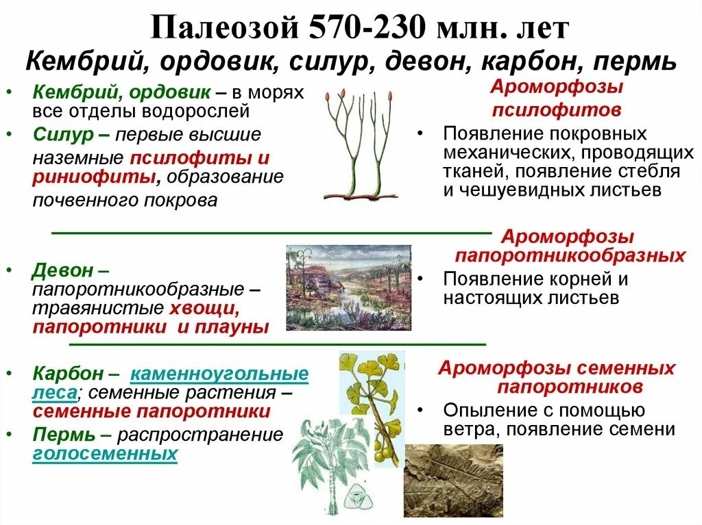 Псилофиты и риниофиты. Ренеофиты переходная форм. Риниофиты споровые. Псилофиты и риниофиты строение. Список наземных растений