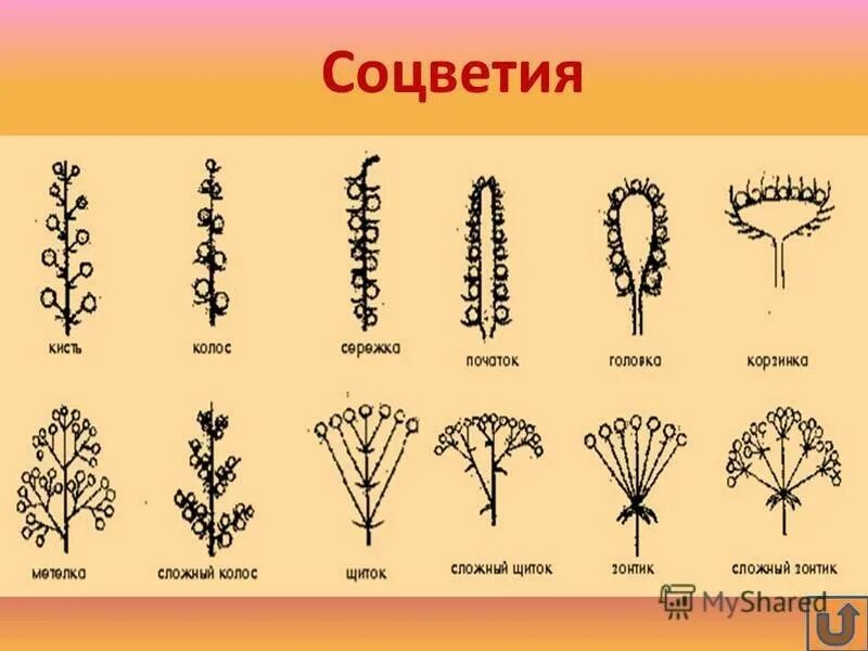 Злаки растения соцветие. Злаки соцветия схема. Соцветие злаковых схема.