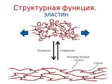 Эластин структурный белок