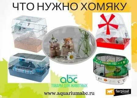 Какая биржа лучше для хомяка. Карточки в хомяке тг. Хомяк с едой. Смешные хомяки. Какая биржа лучше для хомяка.