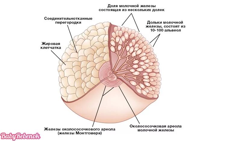 Доле груди. Молочные железы лактостаз. Строение молочной железы кормящей женщины лактостаз. Лактостаз строение молочной железы. Строение грудных желез у женщин молочной железы.