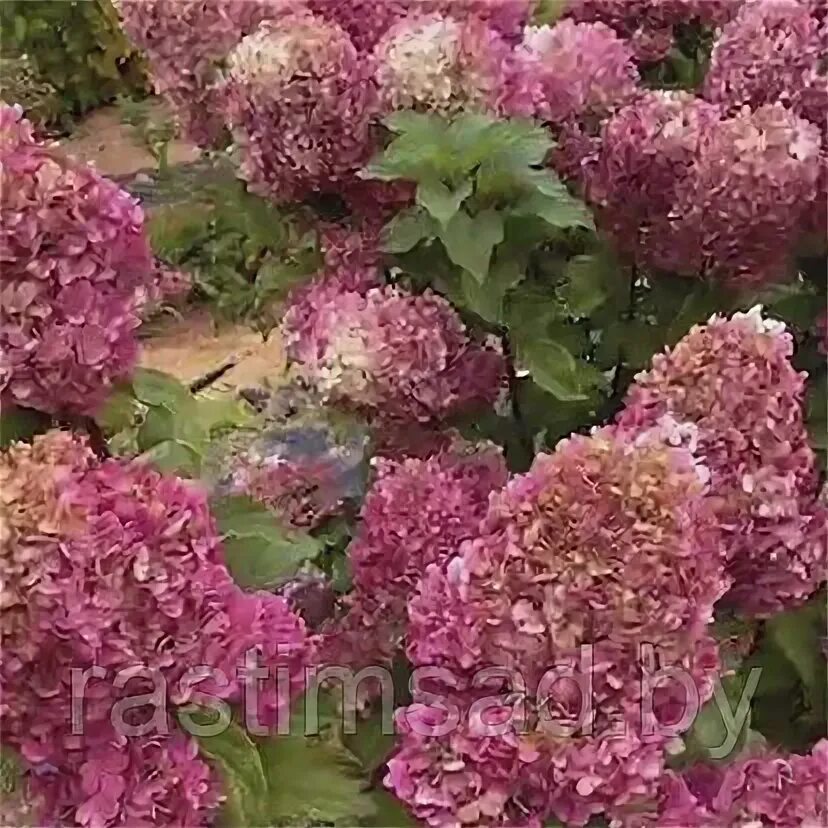 Зеленая слобода гортензии. Гортензии лескова питомника лесково. Питомник лесково. Питомник лесково гортензии. Лескова питомник гортензий.