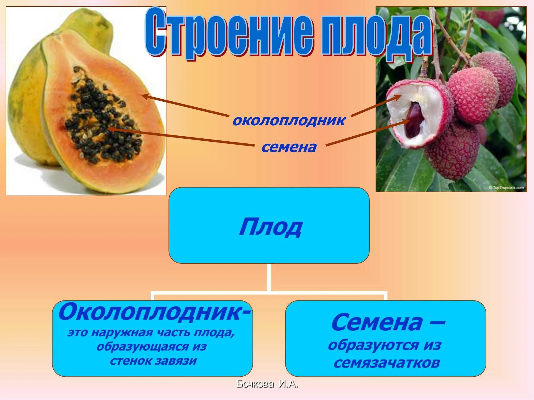 Из которого впоследствии образуются плоды с семенами. Околоплодник наружная часть плода это. Плод растений околоплодник. Околоплодник у плодов цветковых растений. Строение плодов околоплодника.