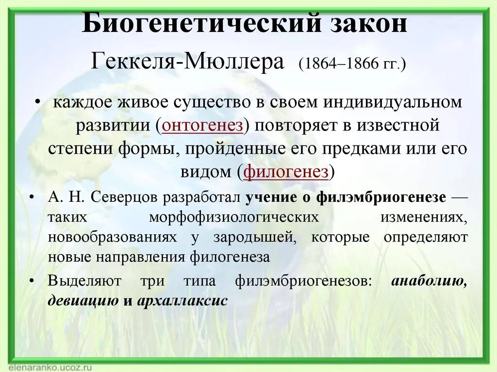 Биогенетический закон Геккеля Мюллера. Биогенетический закон онтогенеза. Биогенетический закон Геккеля Мюллера формулировка. Закон Геккеля-Мюллера примеры.