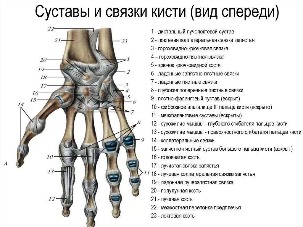 Связки на руке. Связки лучезапястного сустава анатомия. Тыльная поверхность лучезапястного сустава связки. Ладонная поверхность лучезапястного сустава. Строение костей кисти вид спереди.