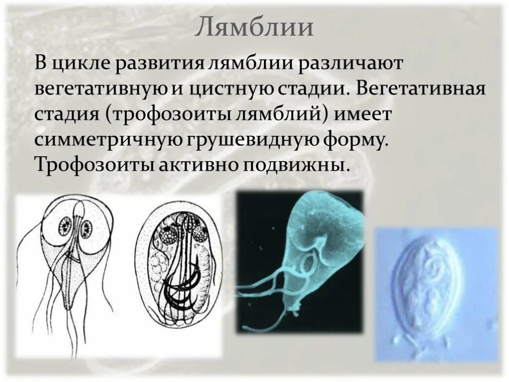глисты, лямблии, паразиты. класс жгутиковые лямблии. простейшие паразиты лямблии. жгутиковые лямблия болезнь. паразит лямблия симптомы.