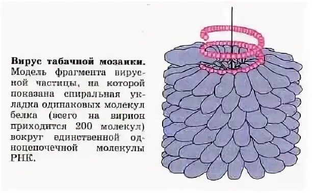 Строение вирус на примере вируса табачной мозаики Картинки ВИРУС ТАБАЧНОЙ МОЗАИКИ
