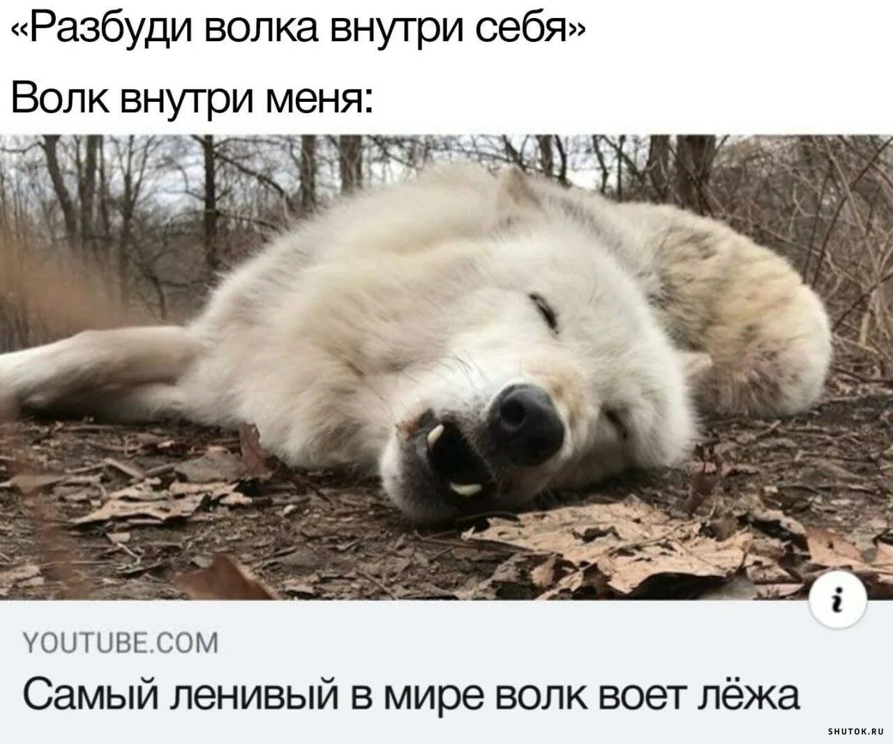 Не буди завтра в школу не идти. Самый ленивый волк воет лежа. волк внутри. волка разбудили. внутренний зверь.