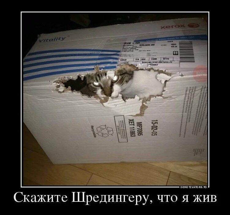 Что было в коробке шредингера. Мысленный эксперимент кот шредингера. Коробка шредингера. Квантовая механика многомировая интерпретация. Кружка кот шредингера.