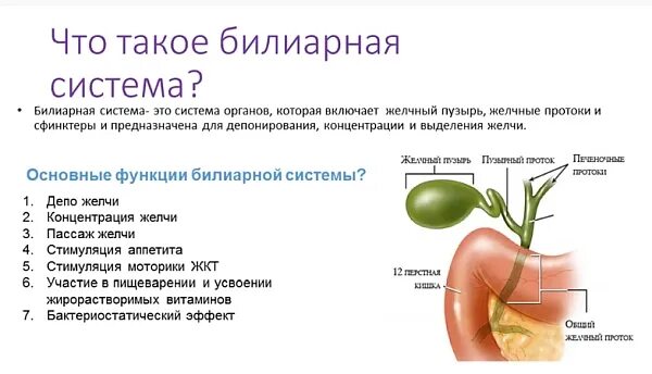 Билиарная система желчного пузыря. Анатомия билиарной системы. Функциональные расстройства желчного пузыря и билиарного тракта. Протоки билиарной системы.