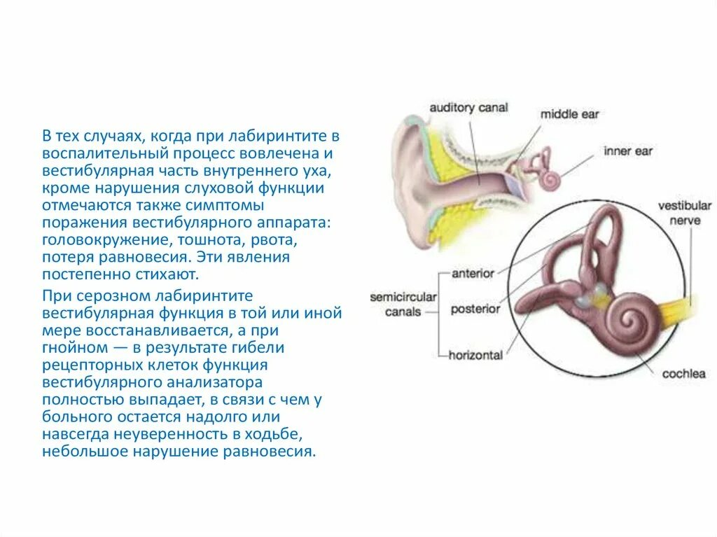 Повреждение вестибулярного аппарата симптомы. Вестибулярный аппарат заболевание симптомы. Поражение вестибулярного аппарата симптомы. Вестибулярный нейронит патогенез. Внутреннее ухо лечение и симптомы