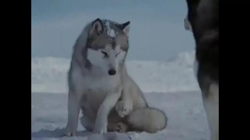 Белый плен музыка. Чарли купер белый плен. хаски белый плен. фильм про хаски белый плен. собаки из фильма белый плен.
