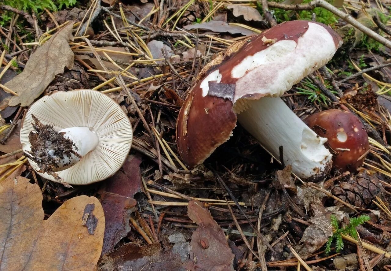 Белый гриб коричневая ножка. Белые пластинчатые грибы. Сыроежка с толстой ножкой. Сыроежка коричневая шляпка. Сыроежки и рядовки.