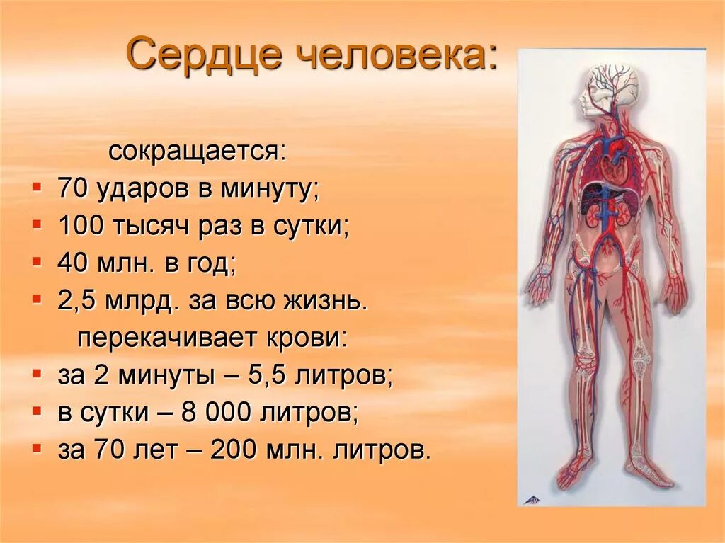 Кровеносная система человека. Интересные сведения о сердце. Интересные факты о сердце. Факты о сердце человека. Факты систем органов человека