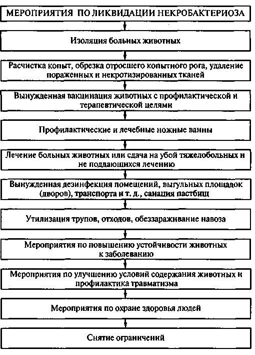 Лечебные мероприятия животных. Схема лечения некробактериоза крс. некробактериоз клинические признаки животных. патогенез некробактериоз крс. мероприятия по ликвидации инфекционных болезней животных.