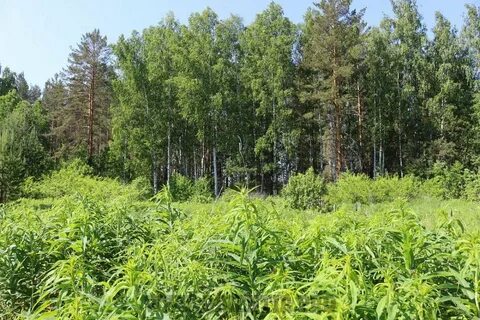 Сысертское лесничество
