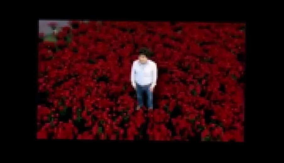 С 8 марта миллион алых роз. Миллион алых роз открытка. 1000000 алых роз видео. Миллион алых роз. Миллион алых роз ремикс.