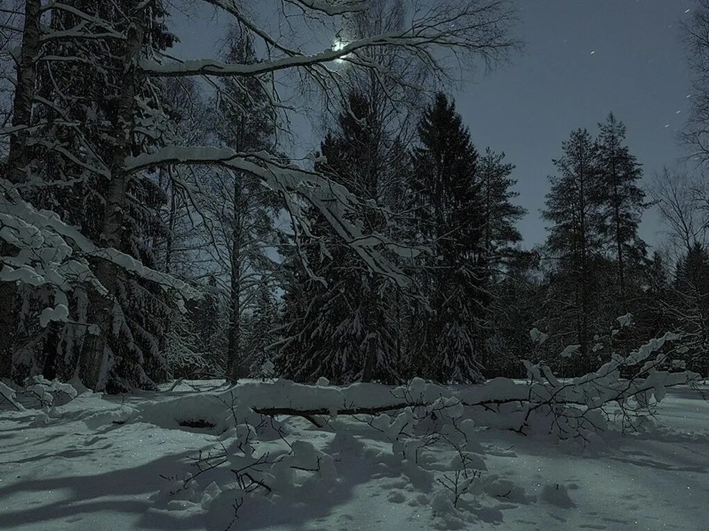 Полна тайн хмурая тишина зимнего. Ночной зимний лес. Зимой в лесу. Зимний лес ночью. Зимний лес вечером.