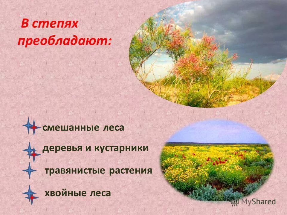 Общий вид степи. Ковыль и типчак. Степи преобладающие виды. Виды степей. Общий вид степей в россии.