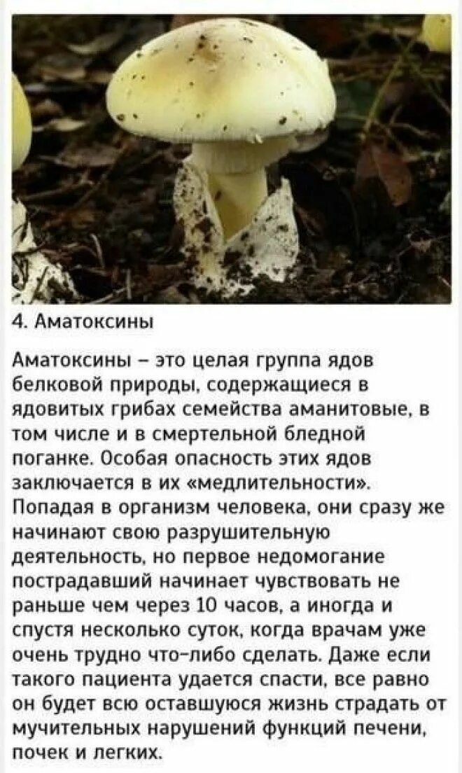 Популярные яды. Сильные яды для человека. быстродействующие яды. самый сильный яд для человека. самый быстродействующий яд.