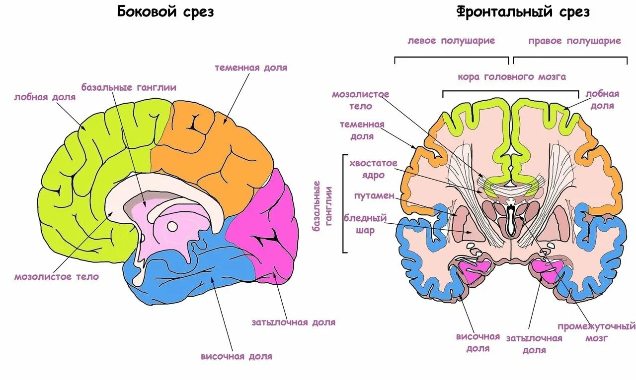 Спайки головного мозга. Строение мозолистого тела головного мозга анатомия. Большие полушария головного мозга базальные ганглии. Мозолистое тело головного мозга. Мозолистое тело базальные ганглии.