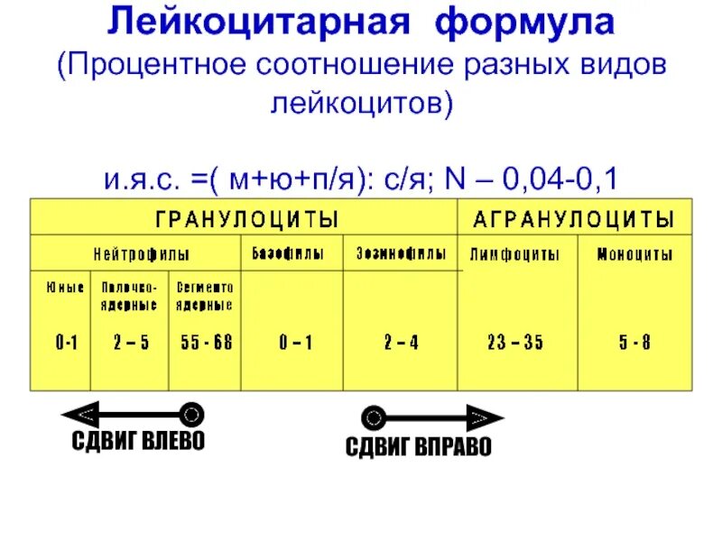 Лейкоцитарная формула расшифровка у взрослых. Норма лейкоцитарная формула % соотношение. Понятие о лейкоцитарной формуле. Лейкоцитарная формула здорового человека таблица. Подсчет лейкоцитарной формулы нормальные показатели.