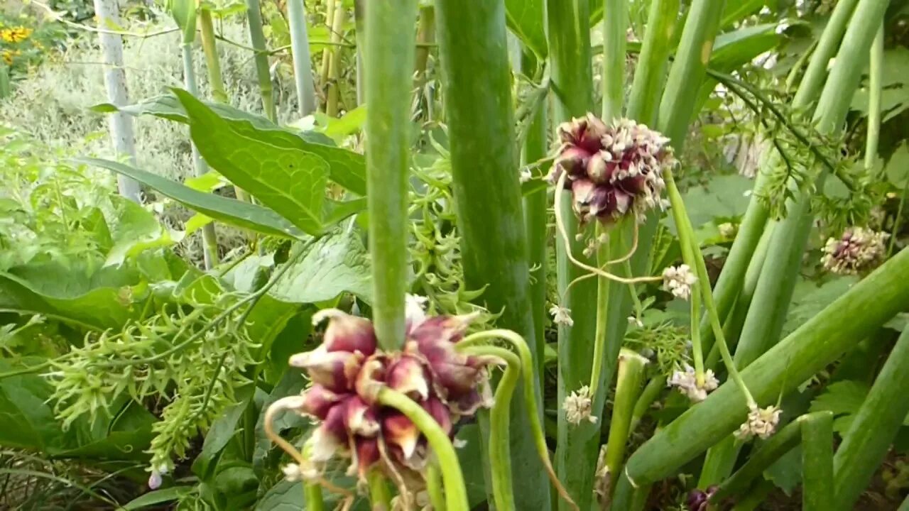 Лук многоярусный. Лук Египетский "живородящий". Лук шагающий живородящий. Лук Фукая.